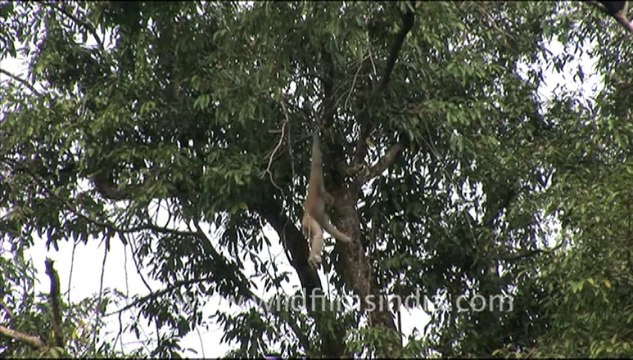 1914.Hoolock Gibbons