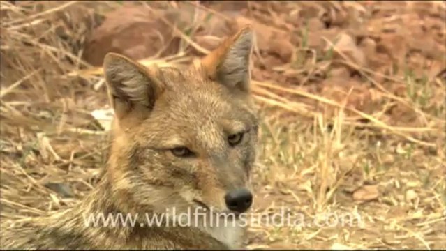 1921.Jackal at Sariska.