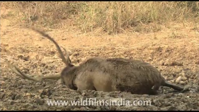 1922.Sambhar deer bathing in wet mud!