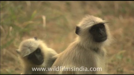 1927.Digging into the armpit! De-ticking langurs in Sariska wildlife sanctuary!