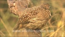 1928.Birds in sariska wildlife sanctuary