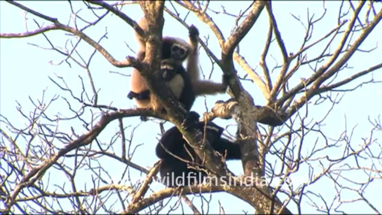 1939.Hoolock Gibbon in Lower dibang valley