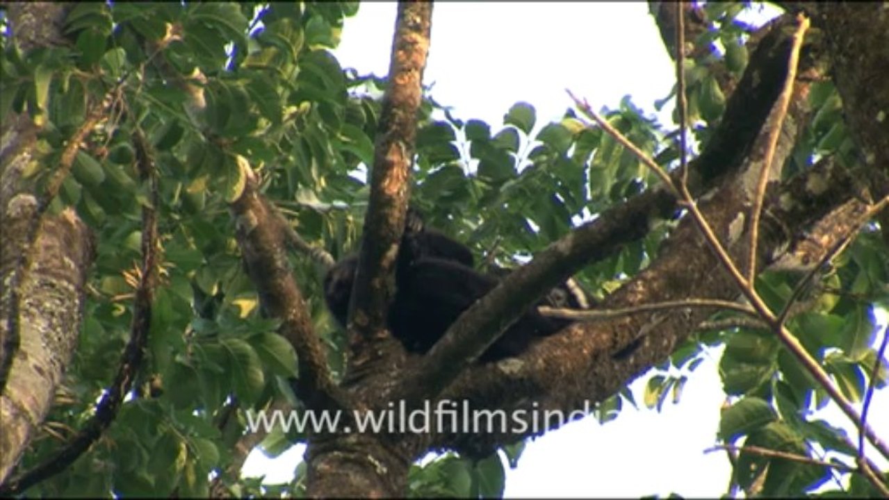 1932.Male Hoolock Gibbon in Arunachal Pradesh
