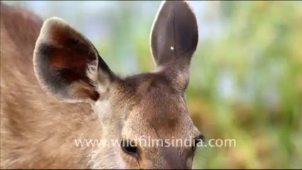 1936.Sambhar deer in Ranthambore
