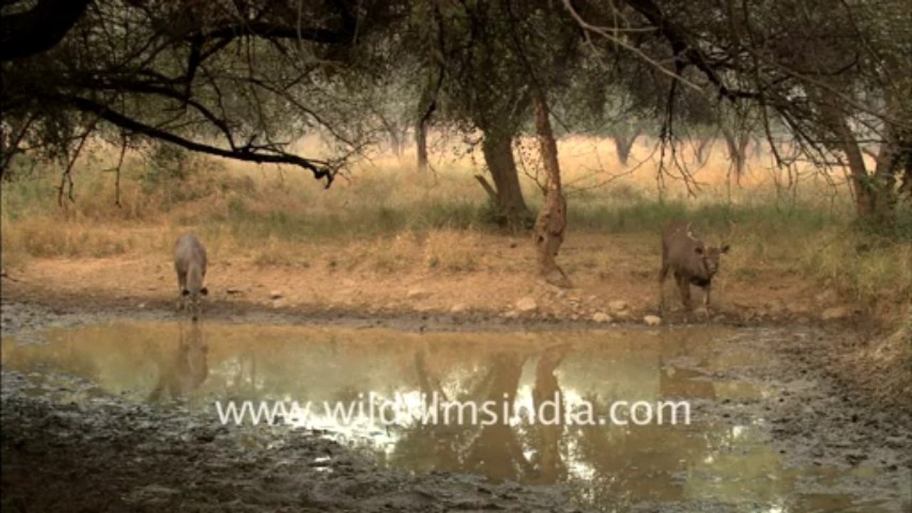 1949.Sambhar at Slopka water hole, Sariska national park