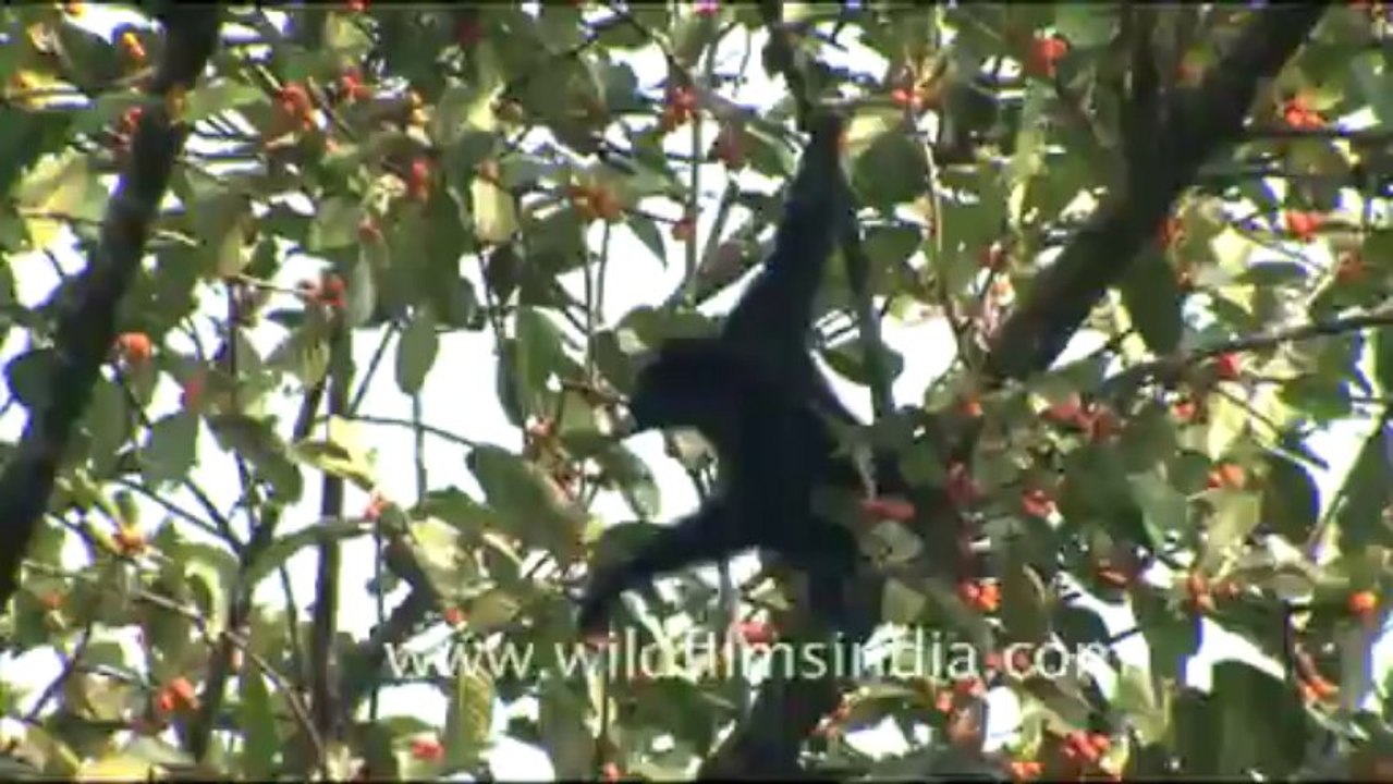 1950.Hoolock Gibbon swinging from branches in Dello Village