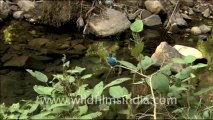 1958.Common Kingfisher and other birds of Sariska national park