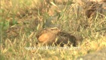 1962.Jungle Bush Quail in Sariska wildlife sanctuary