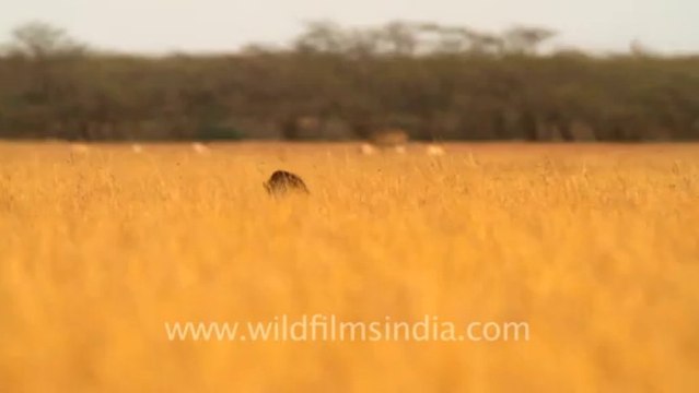 1967.Hyaena in Velavadar Blackbuck National Park