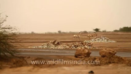 1976.Wild Asses assing around in Little Rann of Kutch