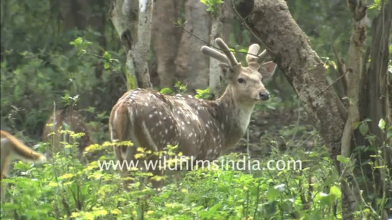 1978.Spotted Deer & jackal in Corbett National Park