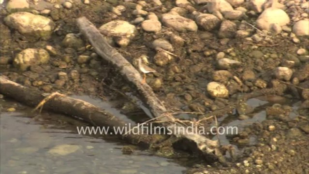 1980.Birds in Corbett national park
