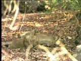 1982.Lioness in Gir National Park, Gujarat