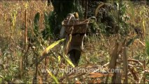 1994.Man harvesting crops from field in Dello village