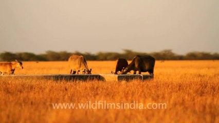 1996.Bluebull antelope in Velavadar National Park