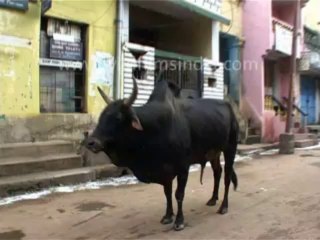 2.Indian Street Cows!