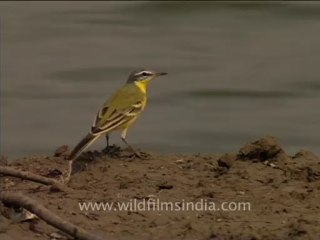 2020.Yellow Wagtail pair on the Ramganga