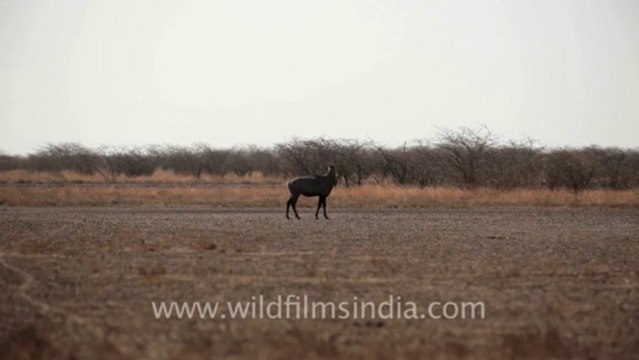 2013.Nilgai in Velavadar Black Buck National Park, Gujarat