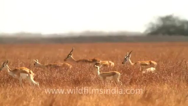 2014.Female black buck in Velavadar Black Buck National Park