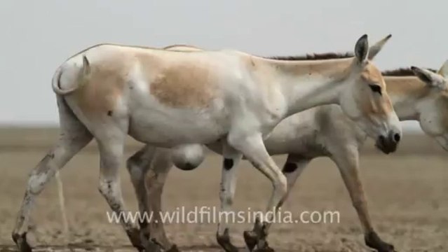 2020.Wild Ass in Little Runn of Kutch