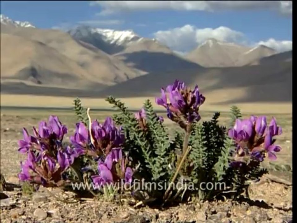 2034.Wild flowers in Spiti