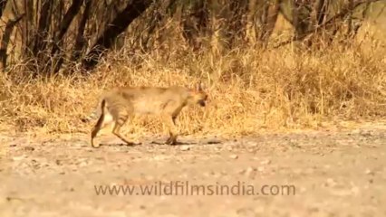 2037.Jungle cat in Velavadar Black buck National Park
