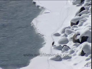 2088.Himalayan fox crosing the Zanskar