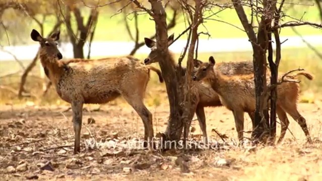 2097.Sambhar deer in Ranthambore , Rajasthan