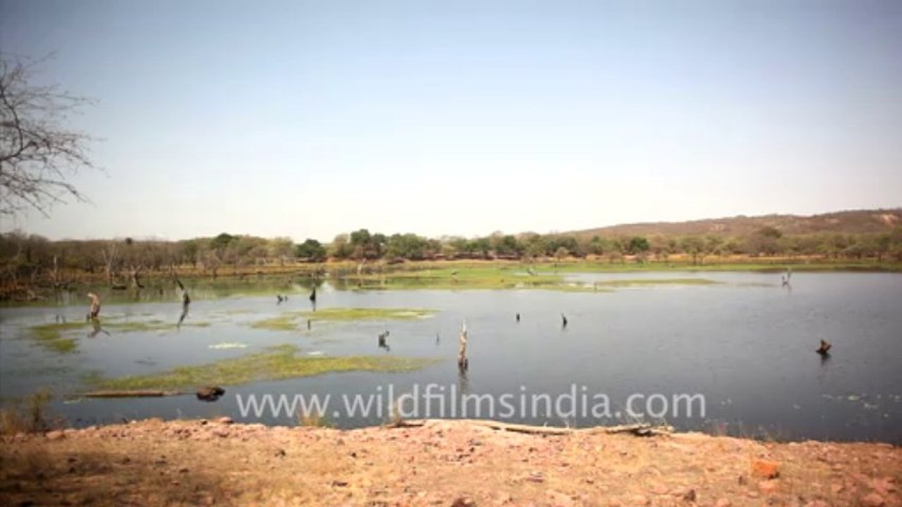 2099.Ranthambore Fort Rajasthan