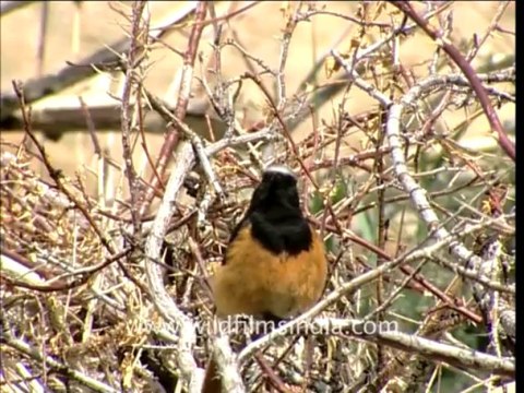 2112.White-capped Redstart in Ladakh