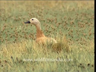 2113.Brahminy Duck or Ruddy Sheldrake