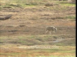 2122.Wolf eating dead marmot in Spiti...