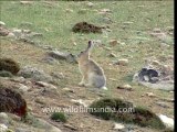 2133.Black-naped Hare, Jammu & Kashmir