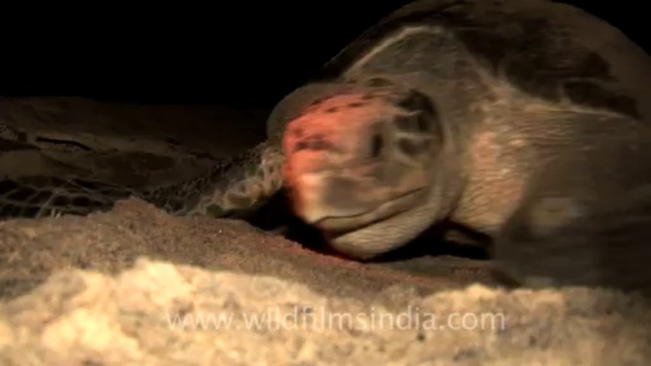 2149.Olive Ridley Turtle on sand