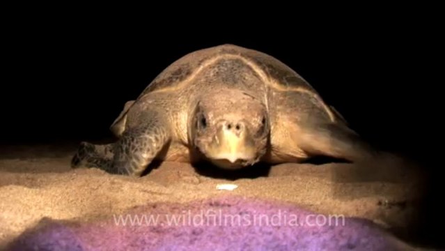 2150.Olive Ridley Turtle in Rushikulya river