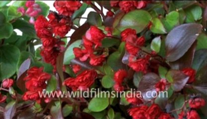 217.Garden flowers of Bhutan