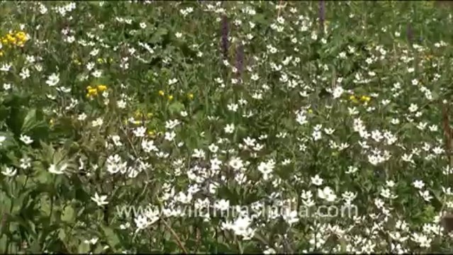 2194.Valley full of flowers in Uttarakhand