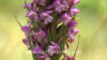 2216.Bistorta flowers in a wild mountain valley