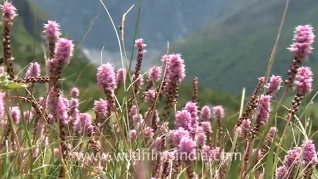 2228.Valley of Bistorta flowers