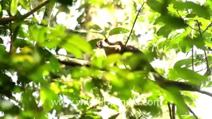 2243.Giant squirrel lying on a branch