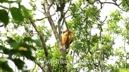 2245.Capped Langur (Trachypithecus pileatus)
