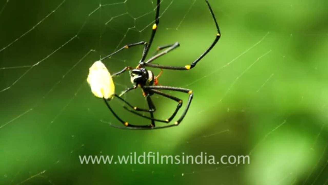 2258.Forest spider eats butterfly!
