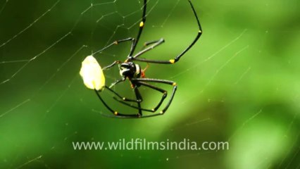 2258.Forest spider eats butterfly!