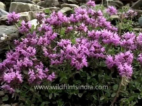 2272.Thymus linearis or wild ajwain
