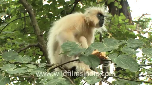 2275.Golden langur eating fruit stock in Assam