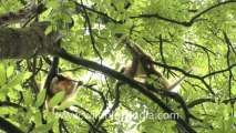 2280.Group of golden langurs sitting on a tree