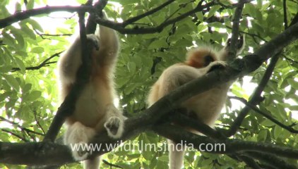 2282.Group of Golden langur sitting on branch of a tree
