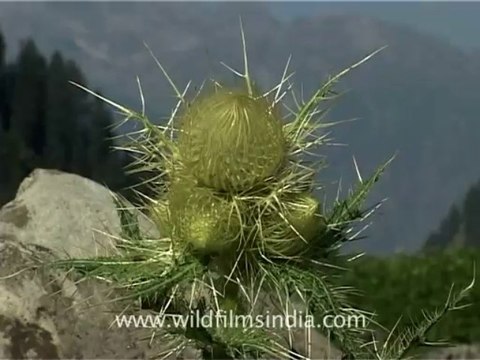2353.Gushing waterfall, Amarnath, Jammu & Kashmir