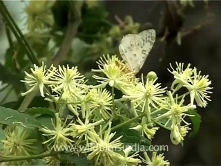 2354.Butterfly sitting on wild flowers
