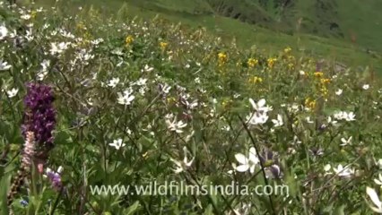 2361.Flowering alpine garden